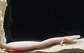 Olm posed on a stone under water Dalmatie