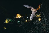 Mouse-eared Bat flying in front of the village of Sisteron