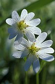 Stellaria
