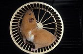Golden Hamster in its wheel