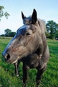 Drought horse in a meadow Mayenne France