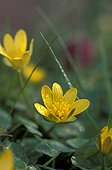 Spring flower
