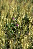 Sweet pea in a barley field Mayenne France