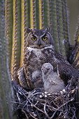 Great Horned Owl with young in nest in Saguaro Arizona USA