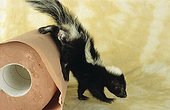 Young Striped skunk on a paper roll in studio