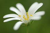 Wood Stitchwort Bialowieza National Park Poland