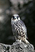 Eleonora's Falcon