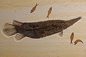 Fossil Gar with Knightia Green River formation Wyoming USA ; Fossil Lake<br>Thompsen Ranch<br>Lincoln county 