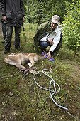 Marking of a fawn of Stag France ; the eyes of the animal are hidden to decrease its stress