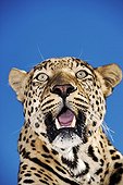 Portrait of Leopard Namibia