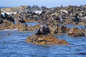 Otaries à fourrure du Cap sur les rochers Afrique du Sud ; Gansbaai.