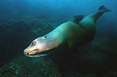 Galapagos Sea Lion diving Seymour Galapagos