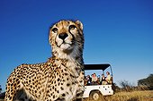 Tourists in safari vehicle watching a cheetah in the grass