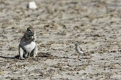 South african Ground squirrel and Passeriforme bird Etosha