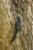 Common scimitar-bill looking for food on a trunk