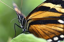 Papillon de jour en forêt humide d'altitude Nicaragua