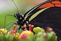 Papillon de jour butinant Forêt humide d'altitude Nicaragua ; Cordillère Dariense.