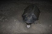 Olive Ridley Turtle laying eggs La Flor beach Nicaragua
