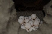Eggs of Olive Ridley Turtle La Flor beach Nicaragua