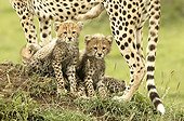 Young Cheetahs sitting between legs of their mother Kenya