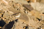 Pipit on a rock Fuerteventura island Canary island ; The most widespread and least savage of the Fuerteventura's island sparrows, Canary island, Spain.