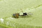 Aphid parasitoid laying an egg in a Melon Aphid