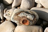 Marks of cement and metallic bar on a pebble Ré island