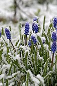 Muscari in flowers under the snow of the April showers France