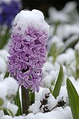 Hyacinth violet in flower under the snow of the showers