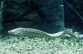 Murene swimming in the content of an aquarium La Rochelle France