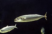 Swimming mackerel parmis the Sardines France