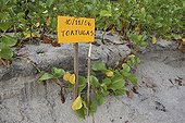Olive Ridley see turtle nest marking on beach Nicaragua