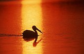 American White Pelican at sunset Sanibel Island Florida USA