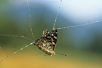Papillon de jour pris dans une toile d'araignée Pyrénées