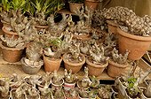 Sale of Halfmen at the flower market of Antananarivo