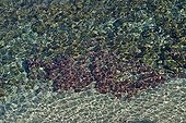 Rivage rocheux Golfe de Giens Cote Varoise France