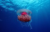 Crown Jellyfish swimming in the Red Sea Egypt