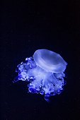Jellyfish swimming Berlin Aquarium Germany