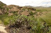 Pachypodium rocks in the forest of Anja Madagascar ; Madagascar forest of 650 acres between Ambalavao and Tuléar. A peasant association (200 members) provides for the protection and sustainable development of this area with innovations in the germination of rice, fish farming, breeding ducks for foie gras, beekeeping, the construction of a school , the provision of blankets, drinking water and the protection and discovery tourists in the forest. The villagers have been trained as guides. 12,000 foreign visitors in 2006.