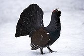 Western Capercaillie male in courtship Carinthia Austria ; Koschuta mountainous Massif. <br>@ Austrian species<br>@ Carinthia