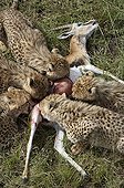 Cheetah and cubs 6 months old eating a gazelle Masai Mara