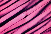 Longitudinal cut of striated muscle under microscope ; Lighting in polarized light, enlargement x 200.