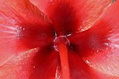 Hibiscus flower in close-up Morocco