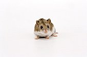 Golden hamster in studio 