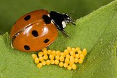 Sevenspotted lady beetle and its eggs on a leaf France