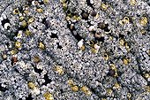 Goose barnacle and Periwinkle trapped in the rock Norway