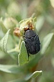 Hairy beetle on a ciste Cape Canaille France