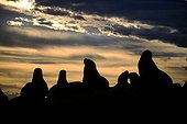 Silhouettes of a colony of sea lions at dusk