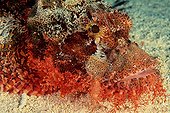 Portrait of a Tassled scorpionfish Red Sea Egypt