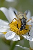 Long-horned Beetle eating pollen Hill limestone France